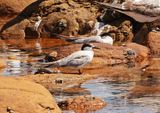 Rooiborssterretjie / Roseate Tern