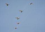 Skoorsteenveër / African Sacred Ibis