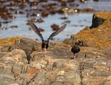 Swarttobie / African (Black) Oystercather