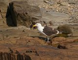Kelpmeeu / Kelp Gull