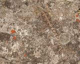 Suidelike Klip-koggelmander / Southern Rock Agama