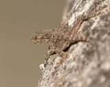 Suidelike Klip-koggelmander / Southern Rock Agama
