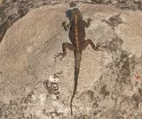 Suidelike Klip-koggelmander / Southern Rock Agama