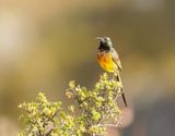 Oranjeborssuikerbekkie / Orange-breasted Sunbird