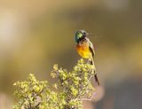 Oranjeborssuikerbekkie / Orange-breasted Sunbird