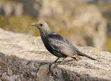 Rooivlekspreeu / Red-winged Starling