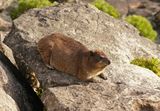 Dassie / Cape Hyrax, Rock Hyrax