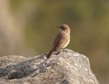 Gewone Bontrokkie / African Stonechat
