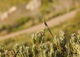 Kaapse Suikervoël / Cape Sugarbird