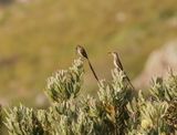 Kaapse Suikervoël / Cape Sugarbird