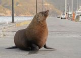 Seeleeu / Sea Lion