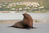 Seeleeu / Sea Lion