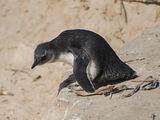 Brilpikkewyn / African Penguin