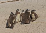 Brilpikkewyn / African Penguin