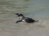 Brilpikkewyn / African Penguin