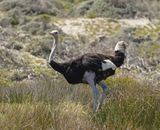 Volstruis / Common Ostrich