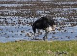 Volstruis / Common Ostrich