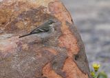 Gewone Kwikkie / Cape Wagtail