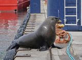 Seeleeu / Sea Lion