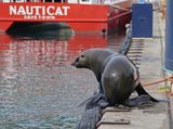 Seeleeu / Sea Lion
