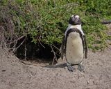 Brilpikkewyn / African Penguin