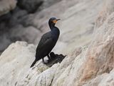 Trekduiker / Cape Cormorant