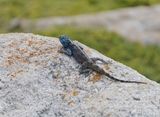 Suidelike Klip-koggelmander / Southern Rock Agama