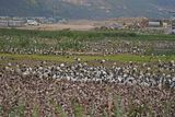 Skoorsteenveër / African Sacred Ibis