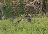 Rooibekeend / Red-billed Teal