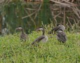 Rooibekeend / Red-billed Teal