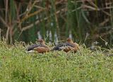 Fluiteend / Fulvous Whistling Duck