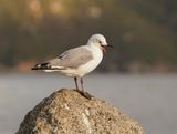 Hartlaubmeeu / Hartlaubs Gull