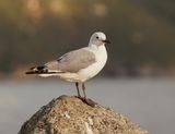 Hartlaubmeeu / Hartlaubs Gull