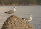 Hartlaubmeeu / Hartlaubs Gull