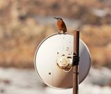 Kaapse Kliplyster / Cape Rock-thrush
