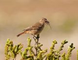 Gewone Bontrokkie / African Stonechat