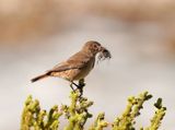 Gewone Bontrokkie / African Stonechat