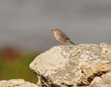 Grysrugtinktinkie / Red-headed Cisticola