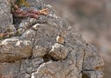 Rooivlerkstreepkoppie / Cape Bunting
