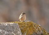 Rooivlerkstreepkoppie / Cape Bunting