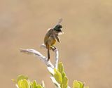 Oranjeborssuikerbekkie / Orange-breasted Sunbird