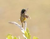 Oranjeborssuikerbekkie / Orange-breasted Sunbird
