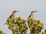 Kaapse Suikervoël / Cape Sugarbird