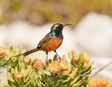 Oranjeborssuikerbekkie / Orange-breasted Sunbird