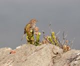 Grysrugtinktinkie / Grey-baced Cisticola
