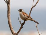 Rooivlerkstreepkoppie / Cape Bunting