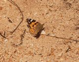 Sondagsrokkie / Painted Lady
