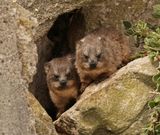 Dassie / Cape Hyrax, Rock Hyrax