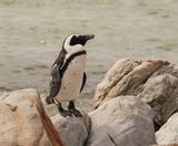 Brilpikkewyn / African Penguin