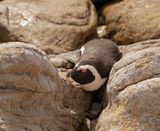 Brilpikkewyn / African Penguin